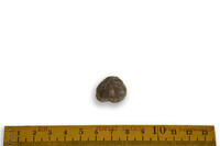 F 03569
<br/>
<br/>
<em></em>